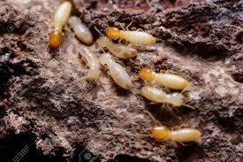 termite treatment brisbane