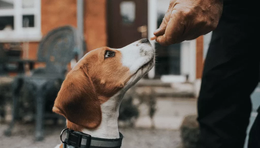 best cbd for dogs
