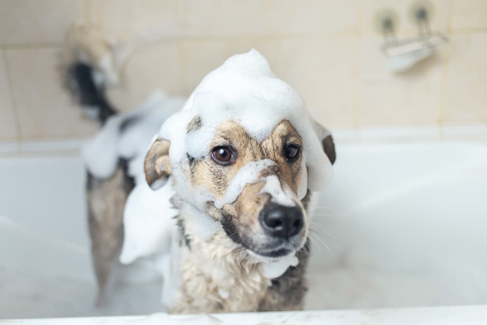 dog shampoo
